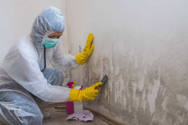 Best Mold Remediation for Rental Properties  in Woods Hole, MA