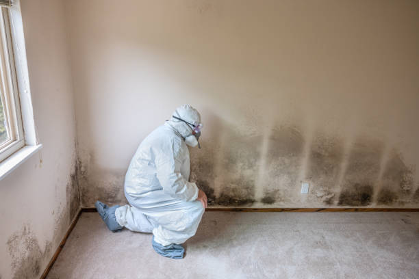 Mold Remediation for Rental Properties in Woods Hole, MA